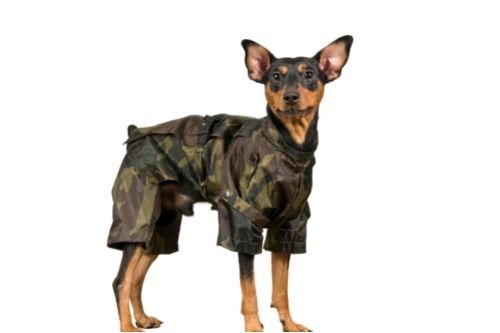 cammo